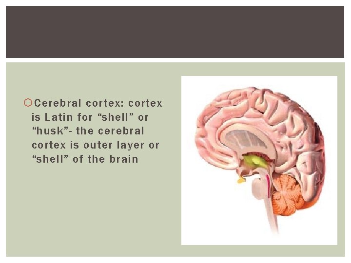 Cerebral cortex: cortex is Latin for “shell” or “husk”- the cerebral cortex is Cerebral cortex: cortex is Latin for “shell” or “husk”- the cerebral cortex is
