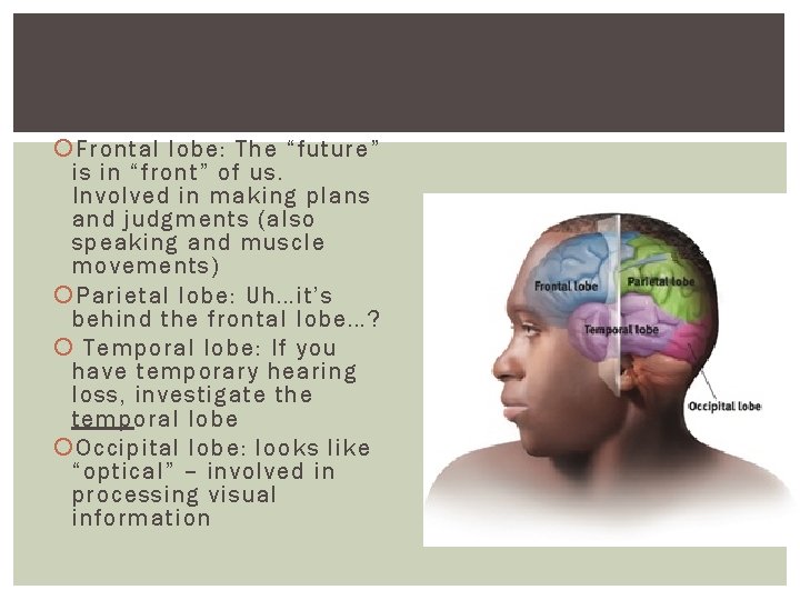 Frontal lobe: The “future” is in “front” of us. Involved in making plans Frontal lobe: The “future” is in “front” of us. Involved in making plans