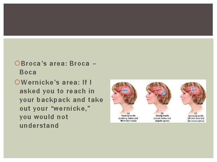 Broca’s area: Broca – Boca Wernicke’s area: If I asked you to reach Broca’s area: Broca – Boca Wernicke’s area: If I asked you to reach