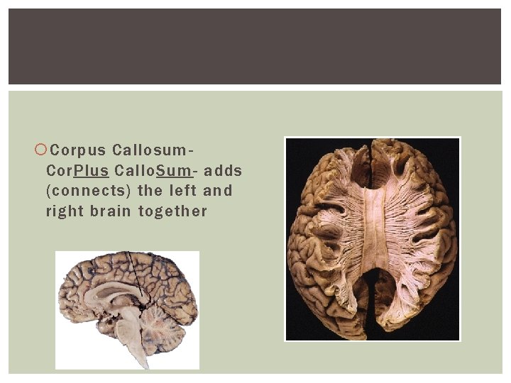 Corpus Callosum. Cor. Plus Callo. Sum- adds (connects) the left and right brain Corpus Callosum. Cor. Plus Callo. Sum- adds (connects) the left and right brain