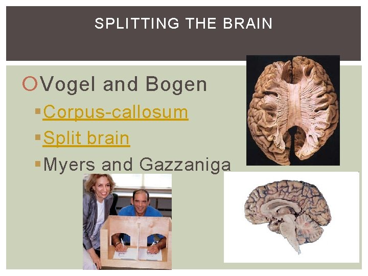SPLITTING THE BRAIN Vogel and Bogen §Corpus-callosum §Split brain §Myers and Gazzaniga SPLITTING THE BRAIN Vogel and Bogen §Corpus-callosum §Split brain §Myers and Gazzaniga