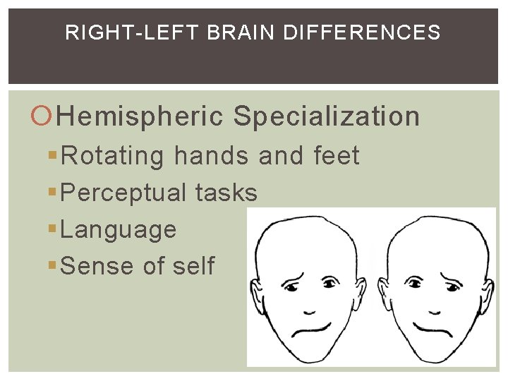 RIGHT-LEFT BRAIN DIFFERENCES Hemispheric Specialization §Rotating hands and feet §Perceptual tasks §Language §Sense of RIGHT-LEFT BRAIN DIFFERENCES Hemispheric Specialization §Rotating hands and feet §Perceptual tasks §Language §Sense of