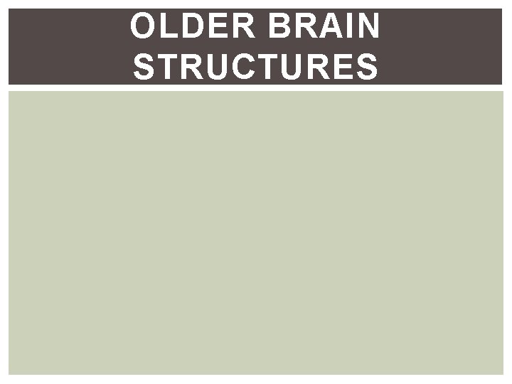 OLDER BRAIN STRUCTURES OLDER BRAIN STRUCTURES