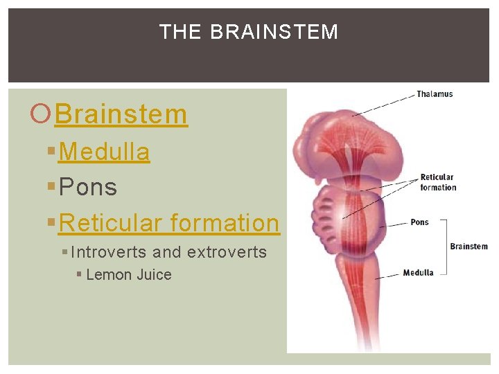 THE BRAINSTEM Brainstem §Medulla §Pons §Reticular formation § Introverts and extroverts § Lemon Juice THE BRAINSTEM Brainstem §Medulla §Pons §Reticular formation § Introverts and extroverts § Lemon Juice