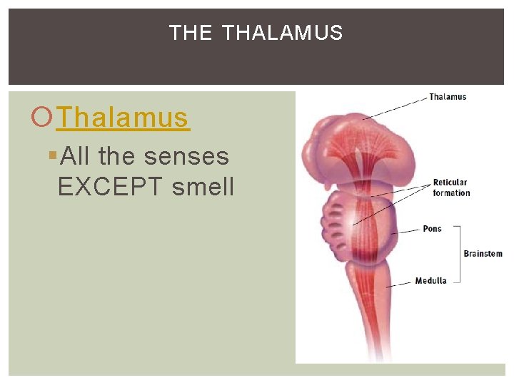 THE THALAMUS Thalamus §All the senses EXCEPT smell THE THALAMUS Thalamus §All the senses EXCEPT smell