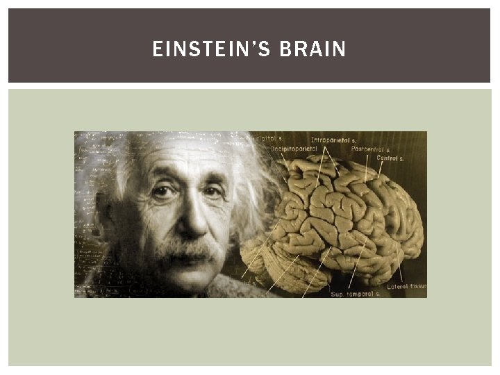 EINSTEIN’S BRAIN EINSTEIN’S BRAIN