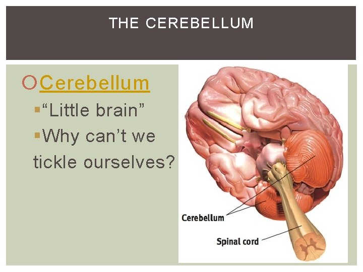 THE CEREBELLUM Cerebellum §“Little brain” §Why can’t we tickle ourselves? THE CEREBELLUM Cerebellum §“Little brain” §Why can’t we tickle ourselves?