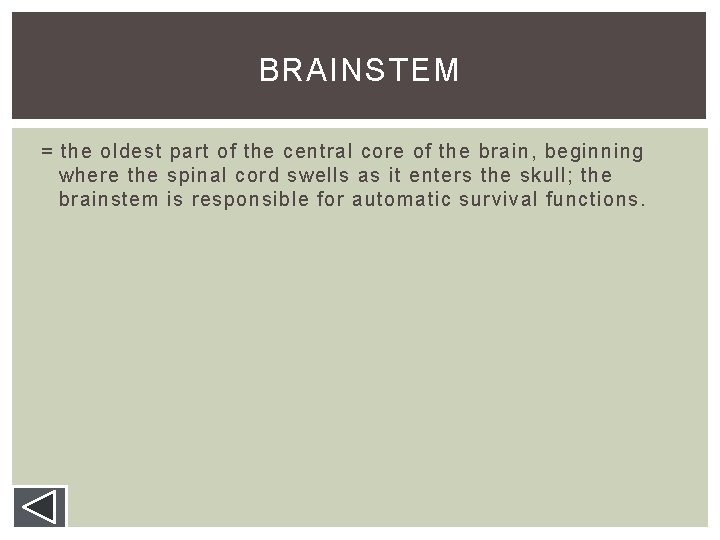 BRAINSTEM = the oldest part of the central core of the brain, beginning where BRAINSTEM = the oldest part of the central core of the brain, beginning where