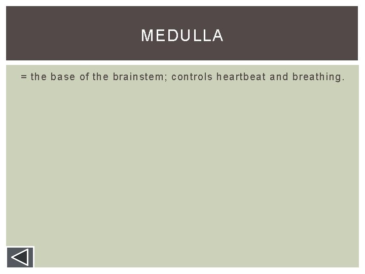 MEDULLA = the base of the brainstem; controls heartbeat and breathing. MEDULLA = the base of the brainstem; controls heartbeat and breathing.