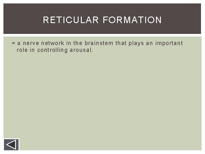 RETICULAR FORMATION = a nerve network in the brainstem that plays an important role RETICULAR FORMATION = a nerve network in the brainstem that plays an important role