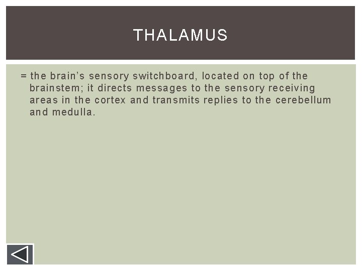 THALAMUS = the brain’s sensory switchboard, located on top of the brainstem; it directs THALAMUS = the brain’s sensory switchboard, located on top of the brainstem; it directs