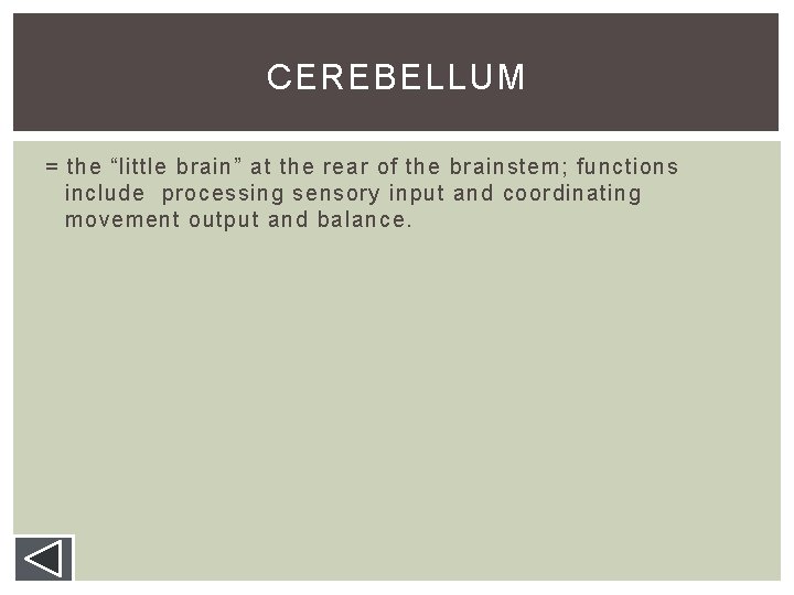 CEREBELLUM = the “little brain” at the rear of the brainstem; functions include processing CEREBELLUM = the “little brain” at the rear of the brainstem; functions include processing