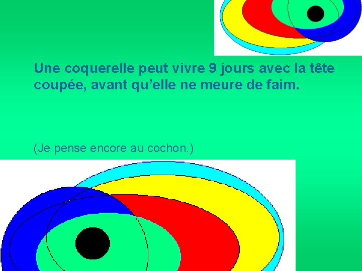 Une coquerelle peut vivre 9 jours avec la tête coupée, avant qu’elle ne meure