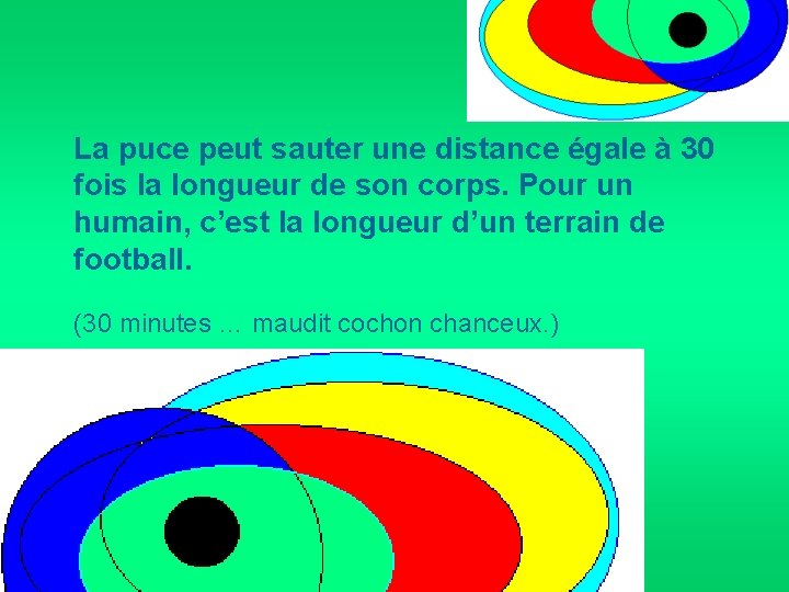 La puce peut sauter une distance égale à 30 fois la longueur de son