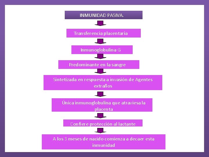 INMUNIDAD PASIVA. Transferencia placentaria Inmunoglobulina G Predominante en la sangre Sintetizada en respuesta a