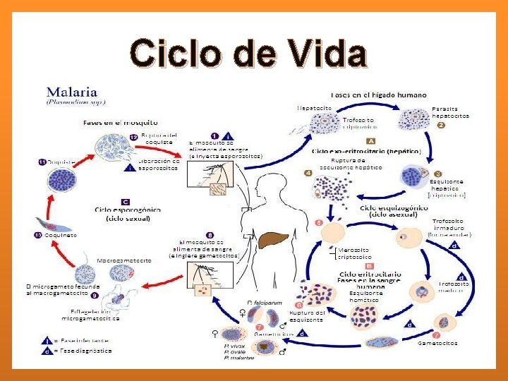 Ciclo de Vida Ciclo Esporogonico Sexual Ciclo Esquizogonico Asexual Fase Eritocítica Fase Exoeritrocítica 