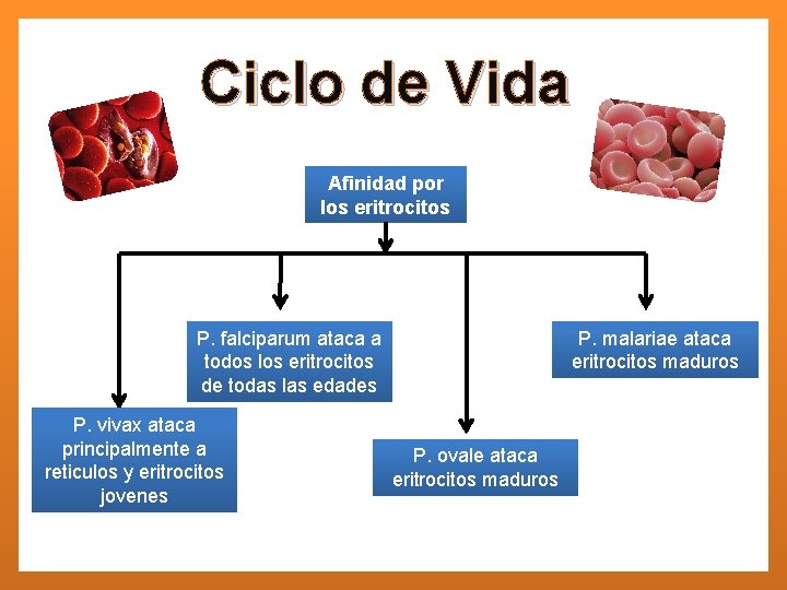 Ciclo de Vida Afinidad por los eritrocitos P. falciparum ataca a todos los eritrocitos