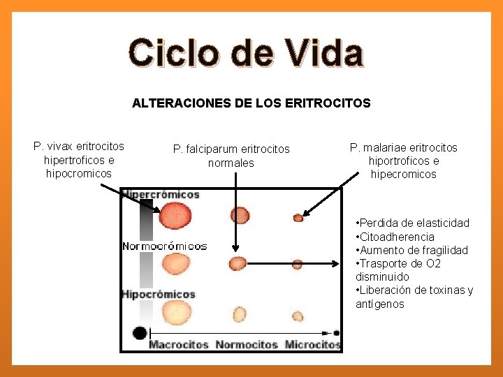 Ciclo de Vida ALTERACIONES DE LOS ERITROCITOS P. vivax eritrocitos hipertroficos e hipocromicos P.