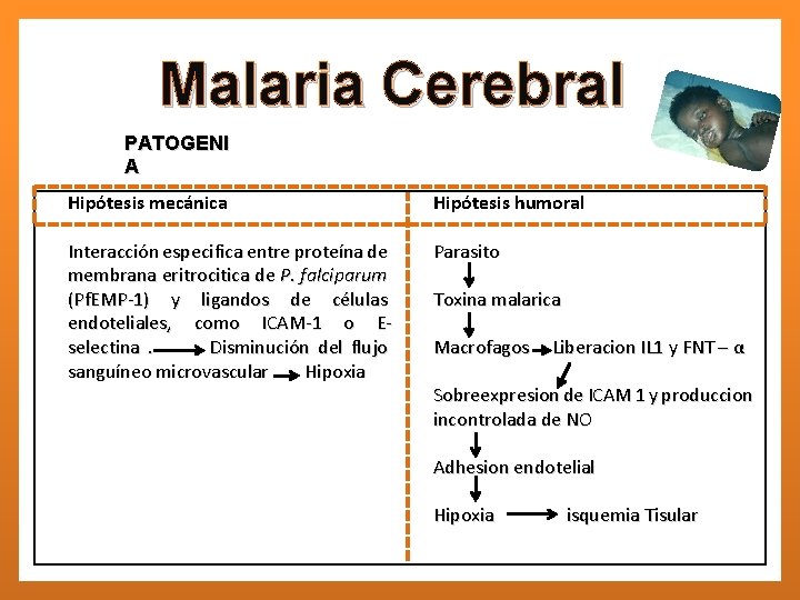 Malaria Cerebral PATOGENI A Hipótesis mecánica Hipótesis humoral Interacción especifica entre proteína de membrana