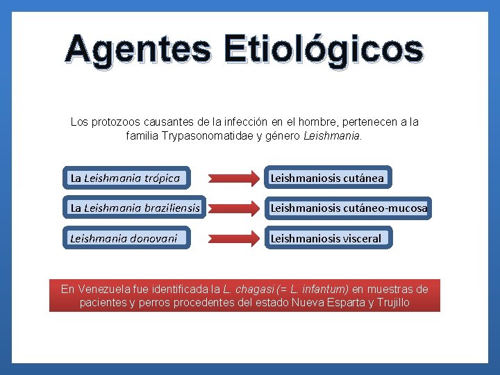 Agentes Etiológicos Los protozoos causantes de la infección en el hombre, pertenecen a la