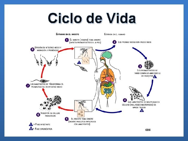 Ciclo de Vida 