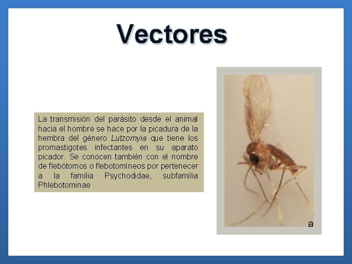 Vectores La transmisión del parásito desde el animal hacia el hombre se hace por