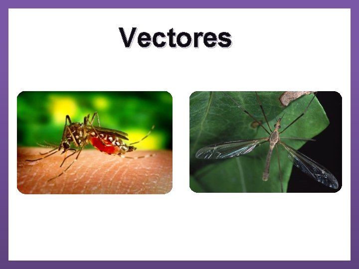 Vectores 
