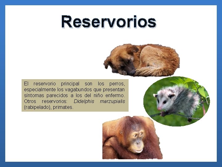 Reservorios El reservorio principal son los perros, especialmente los vagabundos que presentan síntomas parecidos