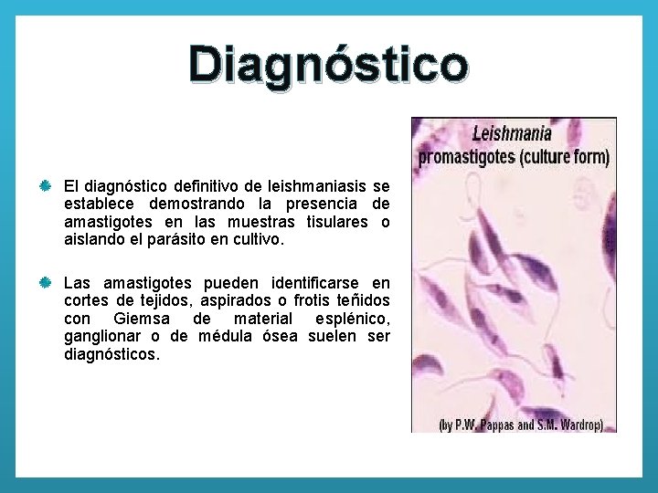 Diagnóstico El diagnóstico definitivo de leishmaniasis se establece demostrando la presencia de amastigotes en