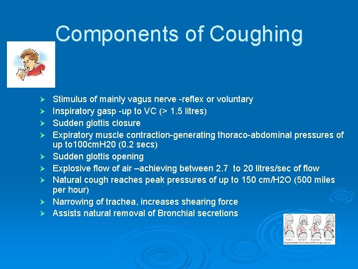 Components of Coughing Ø Ø Ø Ø Ø Stimulus of mainly vagus nerve -reflex