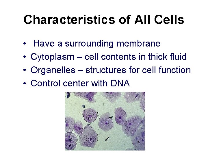 Characteristics of All Cells • • Have a surrounding membrane Cytoplasm – cell contents