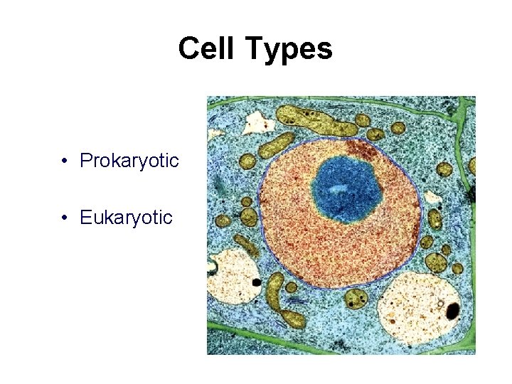 Cell Types • Prokaryotic • Eukaryotic 