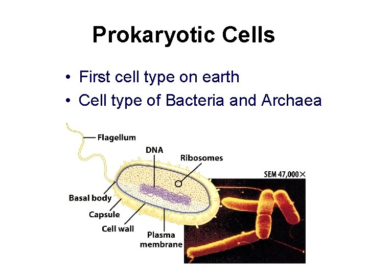 Prokaryotic Cells • First cell type on earth • Cell type of Bacteria and