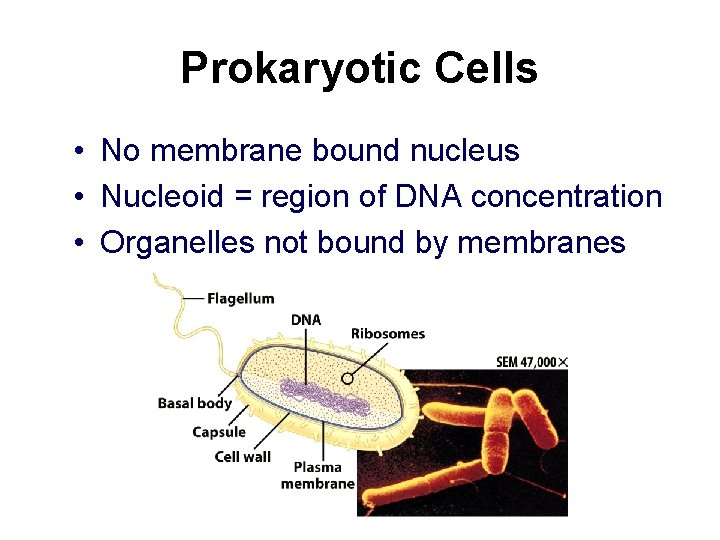 Prokaryotic Cells • No membrane bound nucleus • Nucleoid = region of DNA concentration