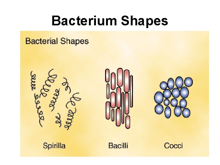 Bacterium Shapes 