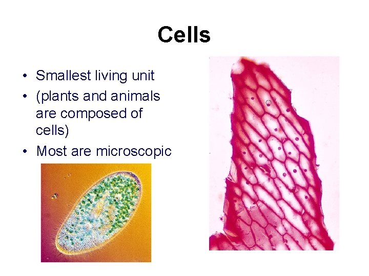 Cells • Smallest living unit • (plants and animals are composed of cells) •