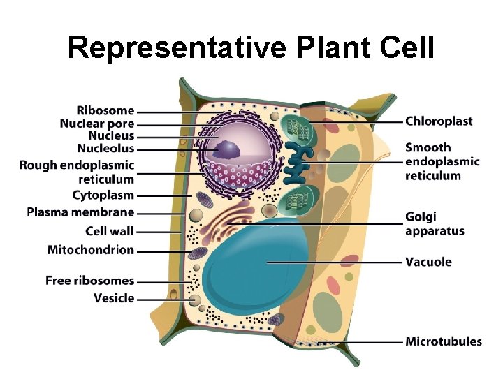 Representative Plant Cell 