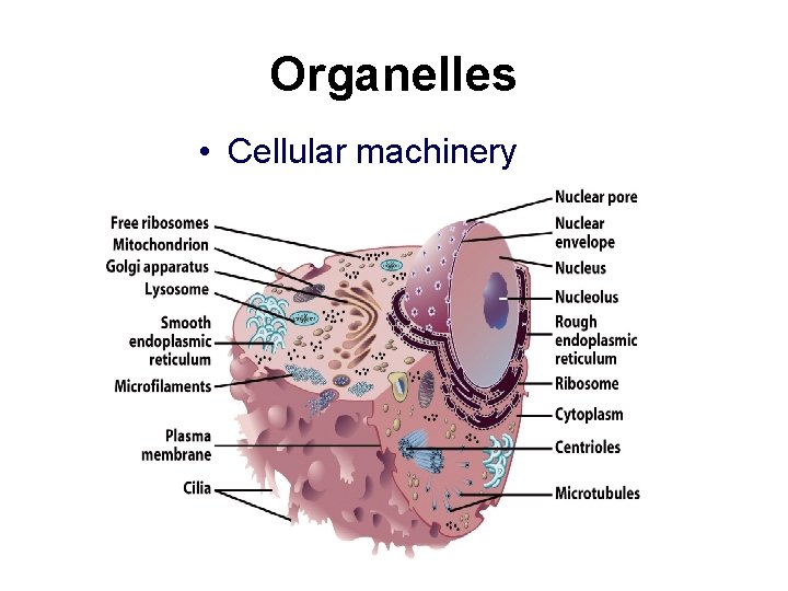 Organelles • Cellular machinery 