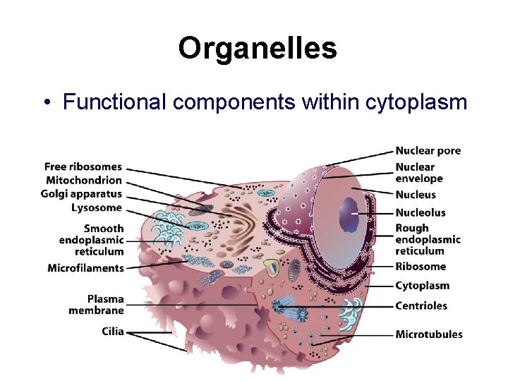 Organelles • Functional components within cytoplasm 