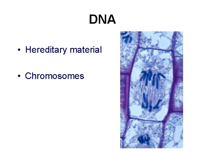 DNA • Hereditary material • Chromosomes 