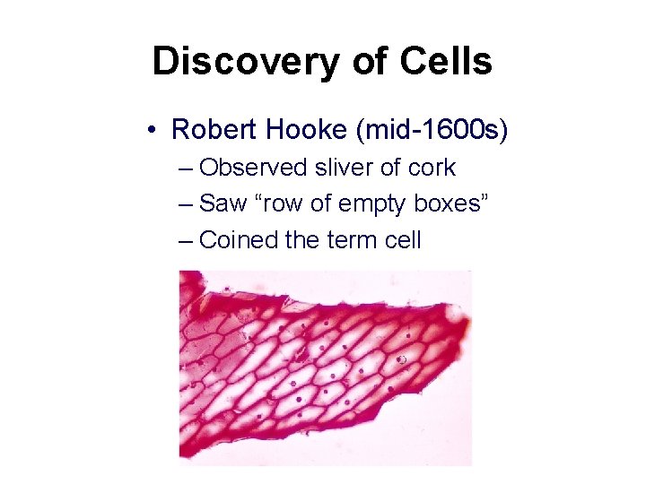 Discovery of Cells • Robert Hooke (mid-1600 s) – Observed sliver of cork –