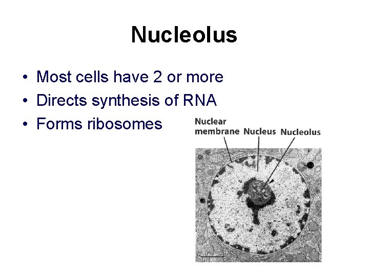 Nucleolus • Most cells have 2 or more • Directs synthesis of RNA •
