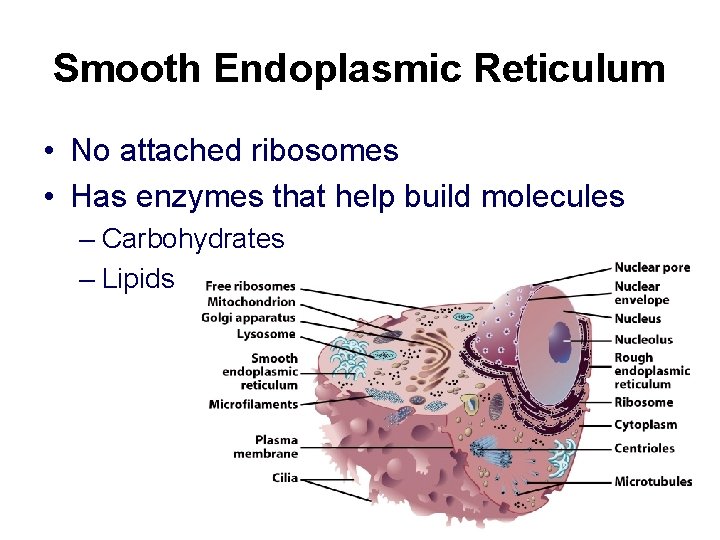 Smooth Endoplasmic Reticulum • No attached ribosomes • Has enzymes that help build molecules