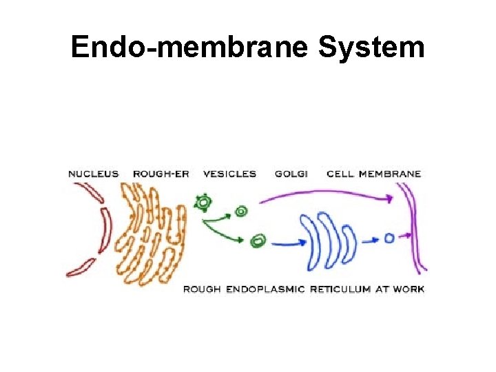 Endo-membrane System 