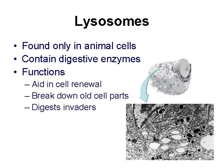 Lysosomes • Found only in animal cells • Contain digestive enzymes • Functions –