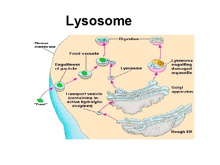 Lysosome 