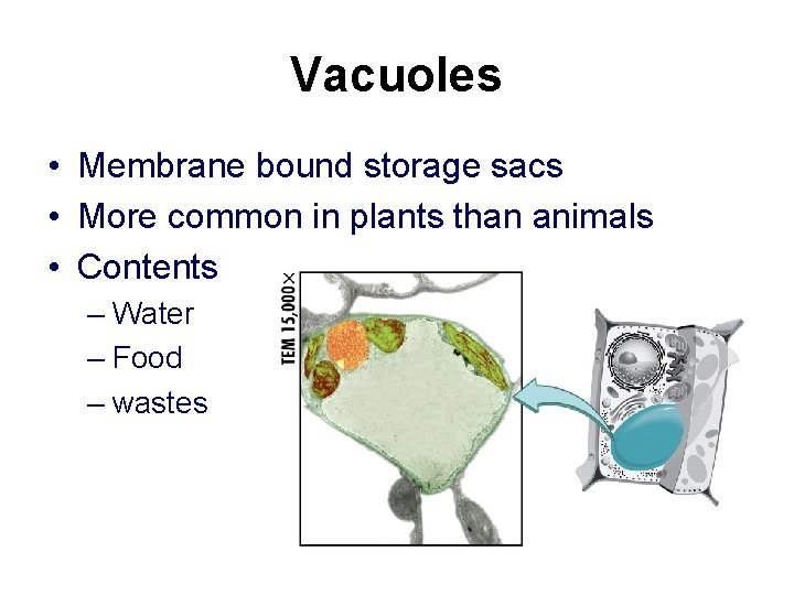 Vacuoles • Membrane bound storage sacs • More common in plants than animals •