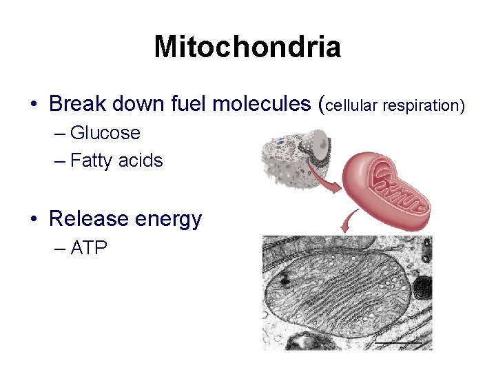 Mitochondria • Break down fuel molecules (cellular respiration) – Glucose – Fatty acids •