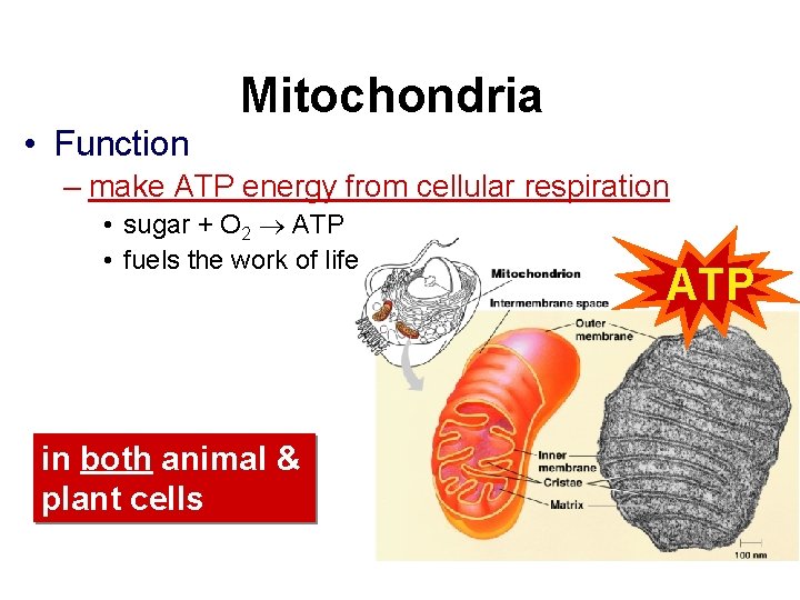  • Function Mitochondria – make ATP energy from cellular respiration • sugar +