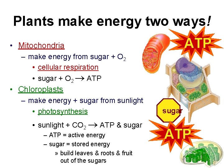 Plants make energy two ways! ATP • Mitochondria – make energy from sugar +